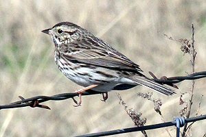 Savannah Sparrow